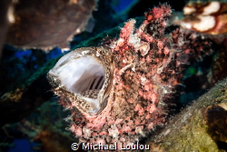 Beautiful frogfish opening mouth at the Satil Wreck, Eila... by Michael Loulou 